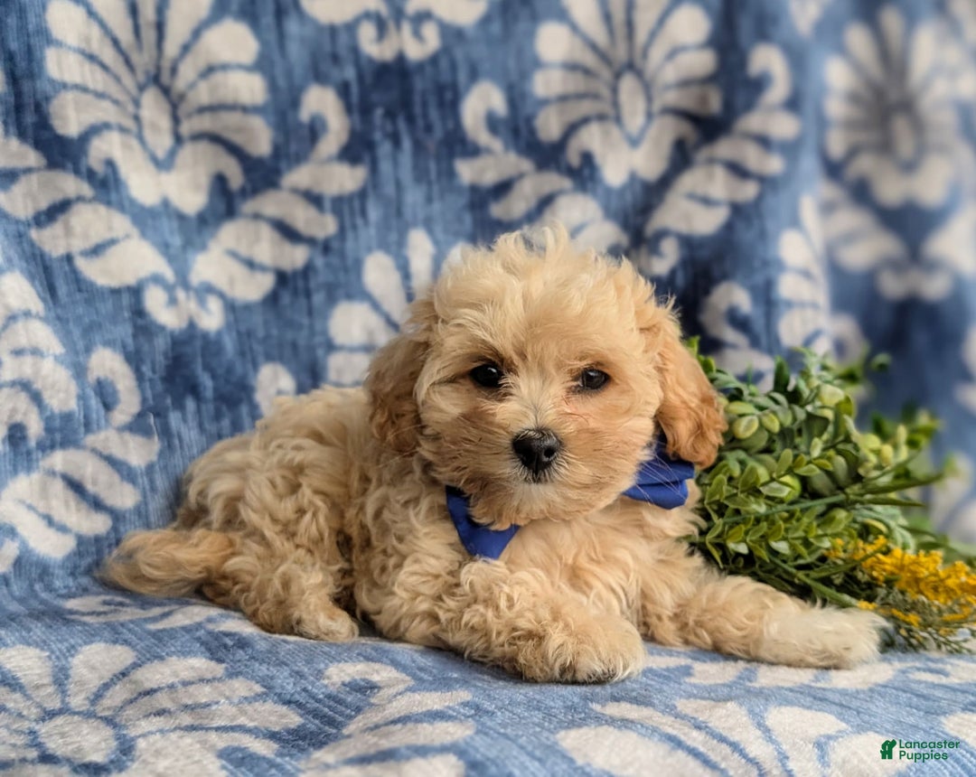Maltipoo dogs for sale: Eli Toy Size - Image 8