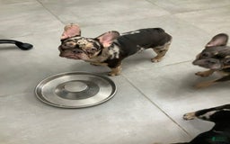 French Bulldog dogs for sale: Kane - Image 5