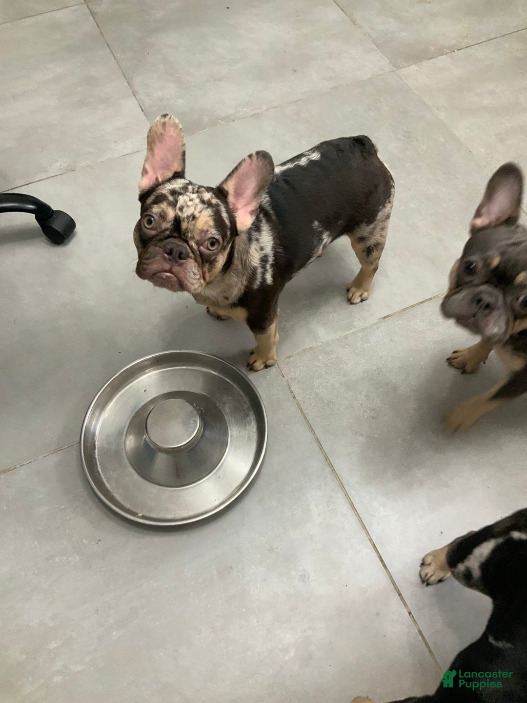 French Bulldog dogs for sale: Kane - Image 5