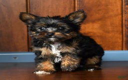Yorkshire Terrier dogs for sale: Annabelle - Image 7