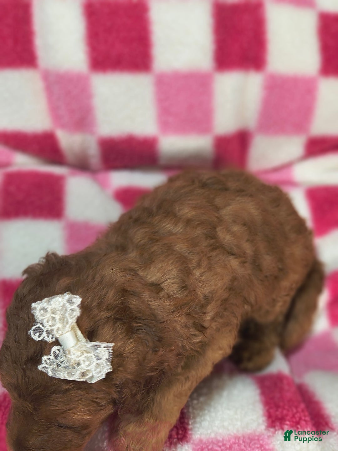 Mini Goldendoodle dogs for sale: Sena - Image 1