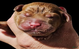 Labrador Retriever dogs for sale: Hayes - Image 3