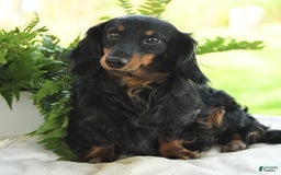 Miniature Dachshund dogs for sale: Nicholas - Image 7