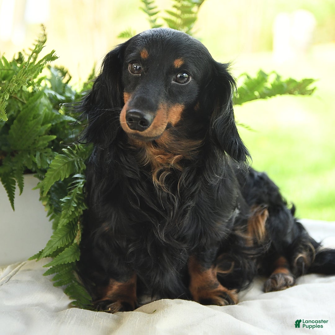 Miniature Dachshund dogs for sale: Nicholas - Image 7