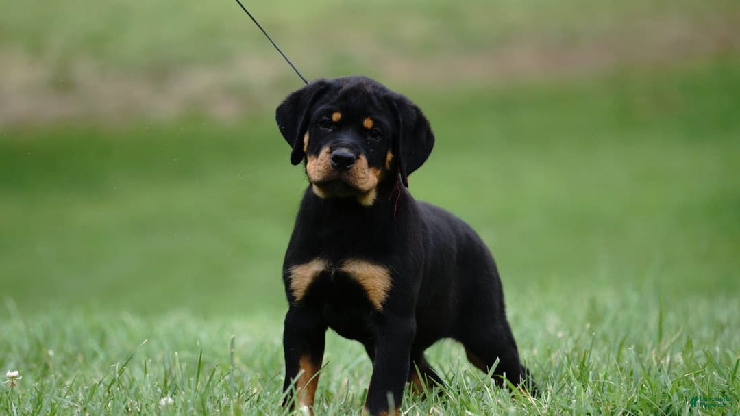 Rottweiler dogs for sale: Luna - Image 1