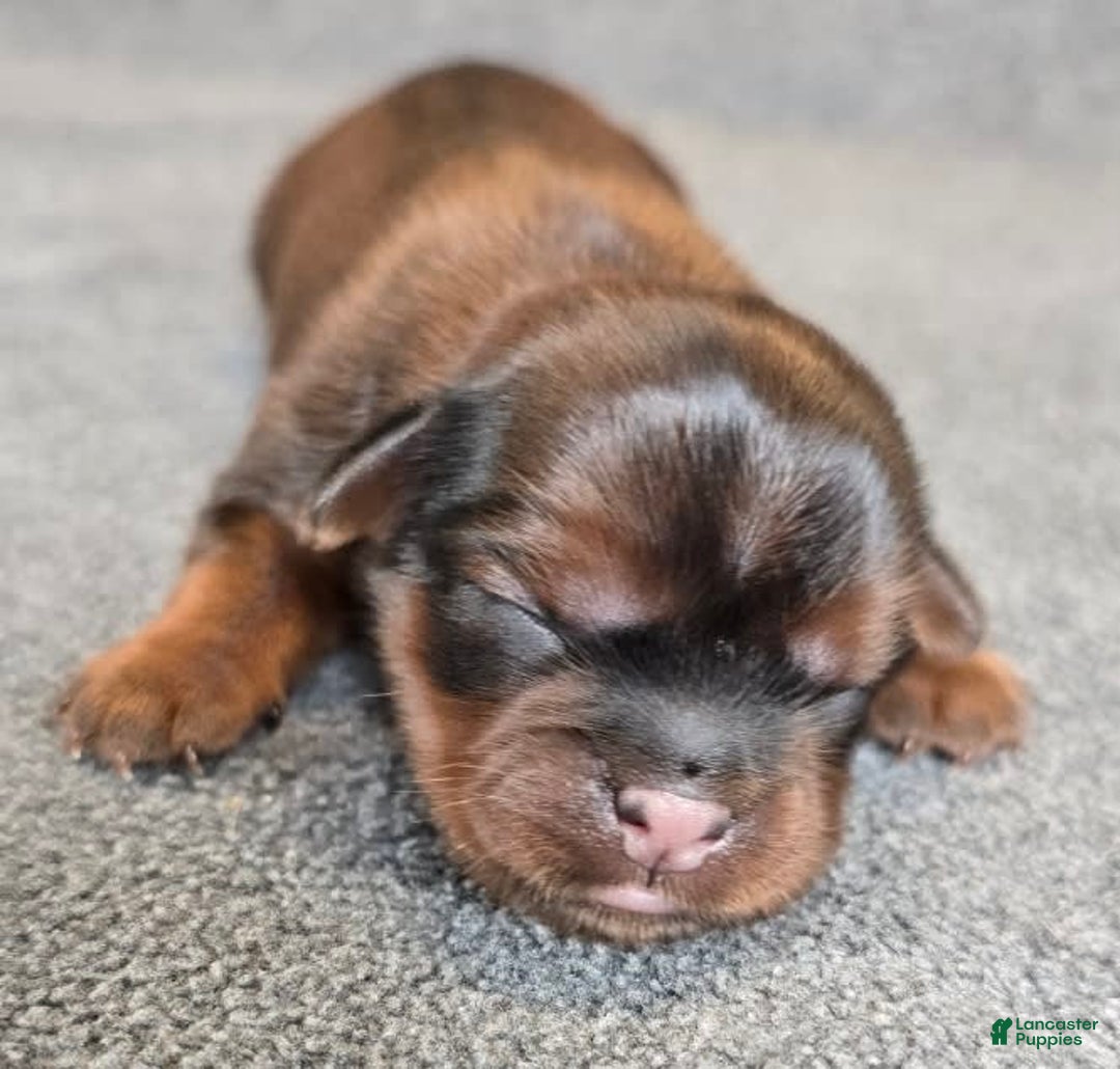 Shorkie dogs for sale: Pepper - Image 9
