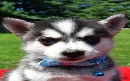 Pomsky dogs for sale: Cole - Image 1