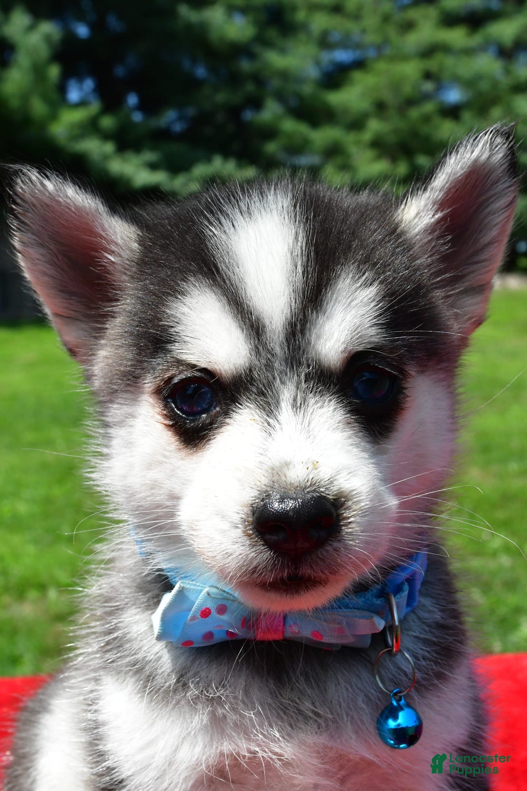 Pomsky dogs for sale: Cole - Image 1