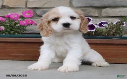 Cocker Spaniel dogs for sale: Oscar - Image 5