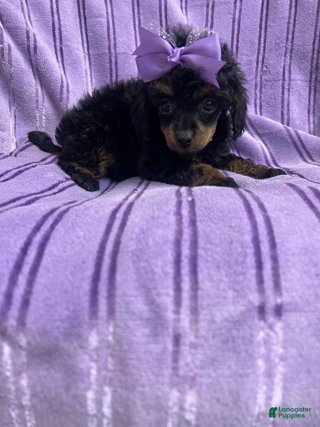 Toy Poodle dogs for sale: Kady - Image 3