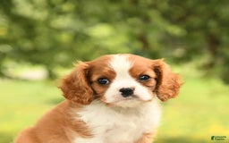 Cavalier King Charles Spaniel dogs for sale: Elliot - Image 1