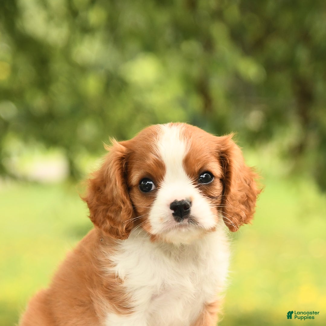 Cavalier King Charles Spaniel dogs for sale: Elliot - Image 1