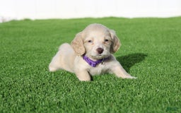 Miniature Dachshund dogs for sale: Rocky - Image 1