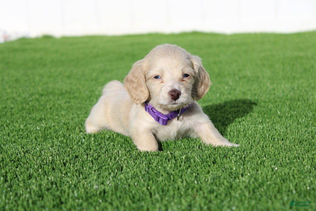 Miniature Dachshund dogs for sale: Rocky - Image 1