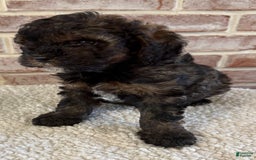 Cockapoo dogs for sale: Buster - Image 9