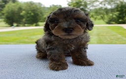 Miniature Poodle dogs for sale: Asher - Image 6