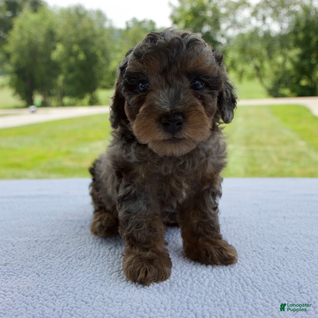 Miniature Poodle dogs for sale: Asher - Image 6