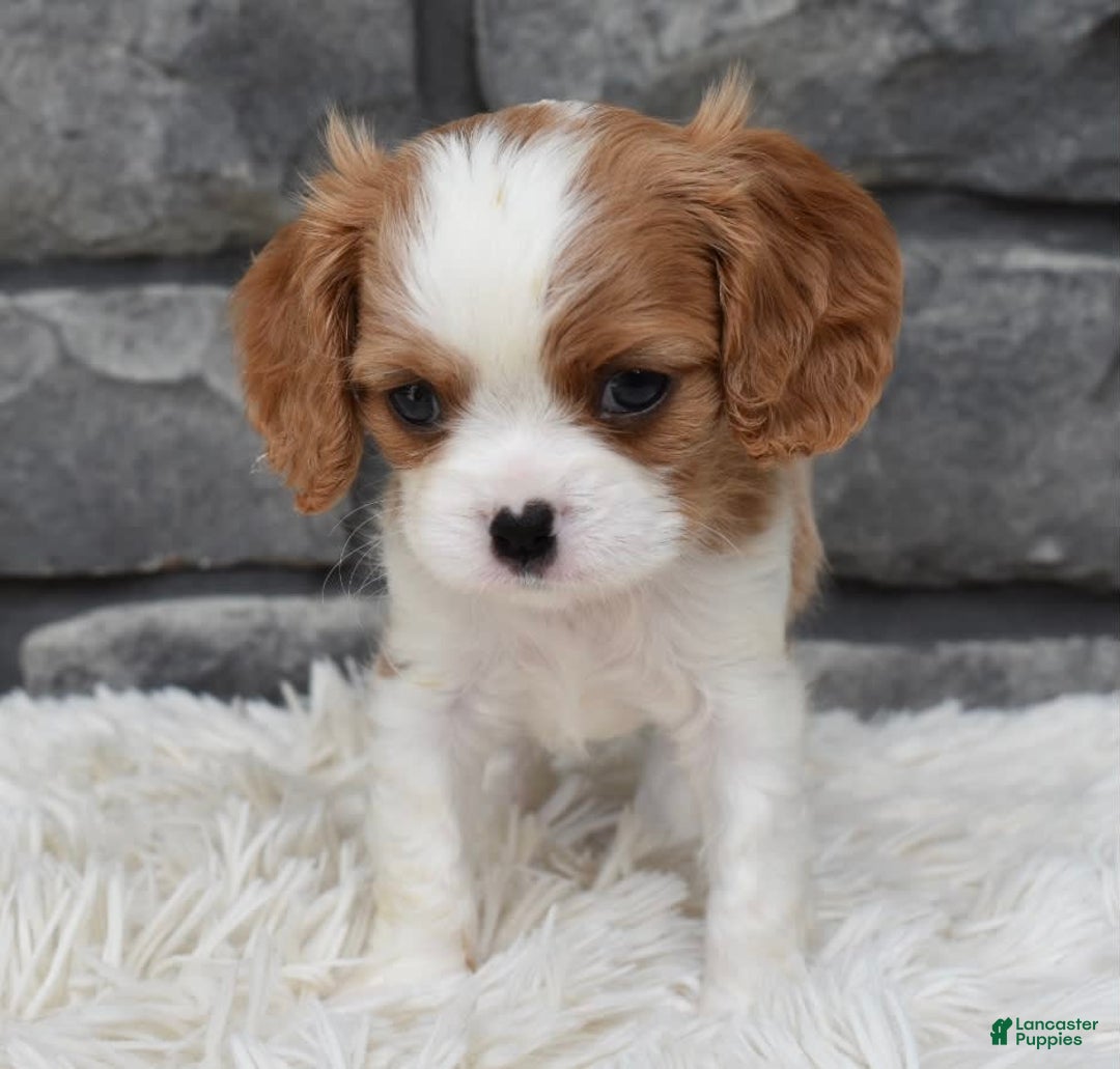 Cavalier King Charles Spaniel dogs for sale: Brady - Image 6