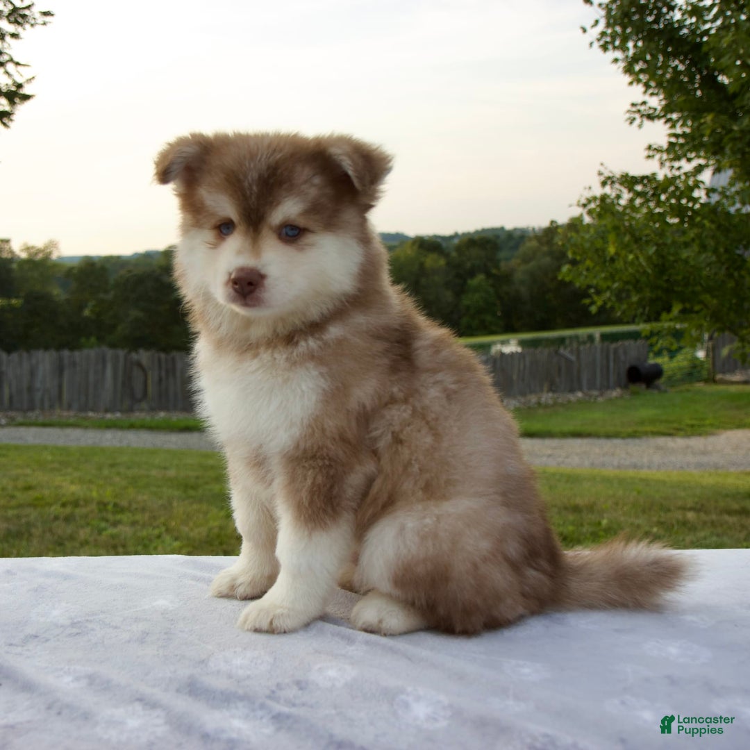 Pomsky dogs for sale: River - Image 6