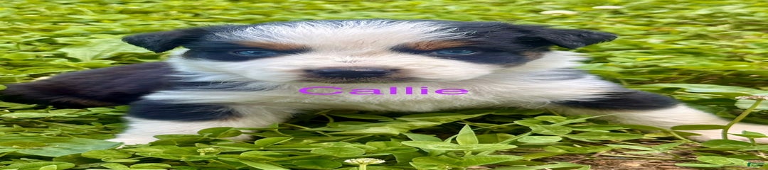 Cal