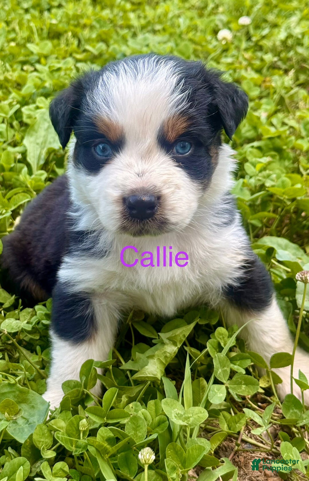 Australian Shepherd dogs for sale: Cal - Image 1