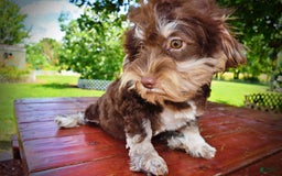 Havapoo dogs for sale: Roxy - Image 11