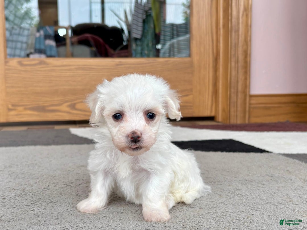 Coton De Tulear dogs for sale: TJ - Image 13