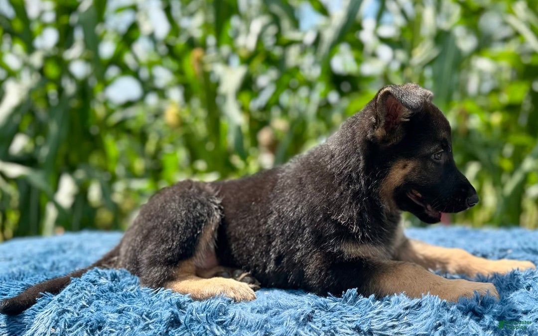 German Shepherd dogs for sale: Bruno - Image 3