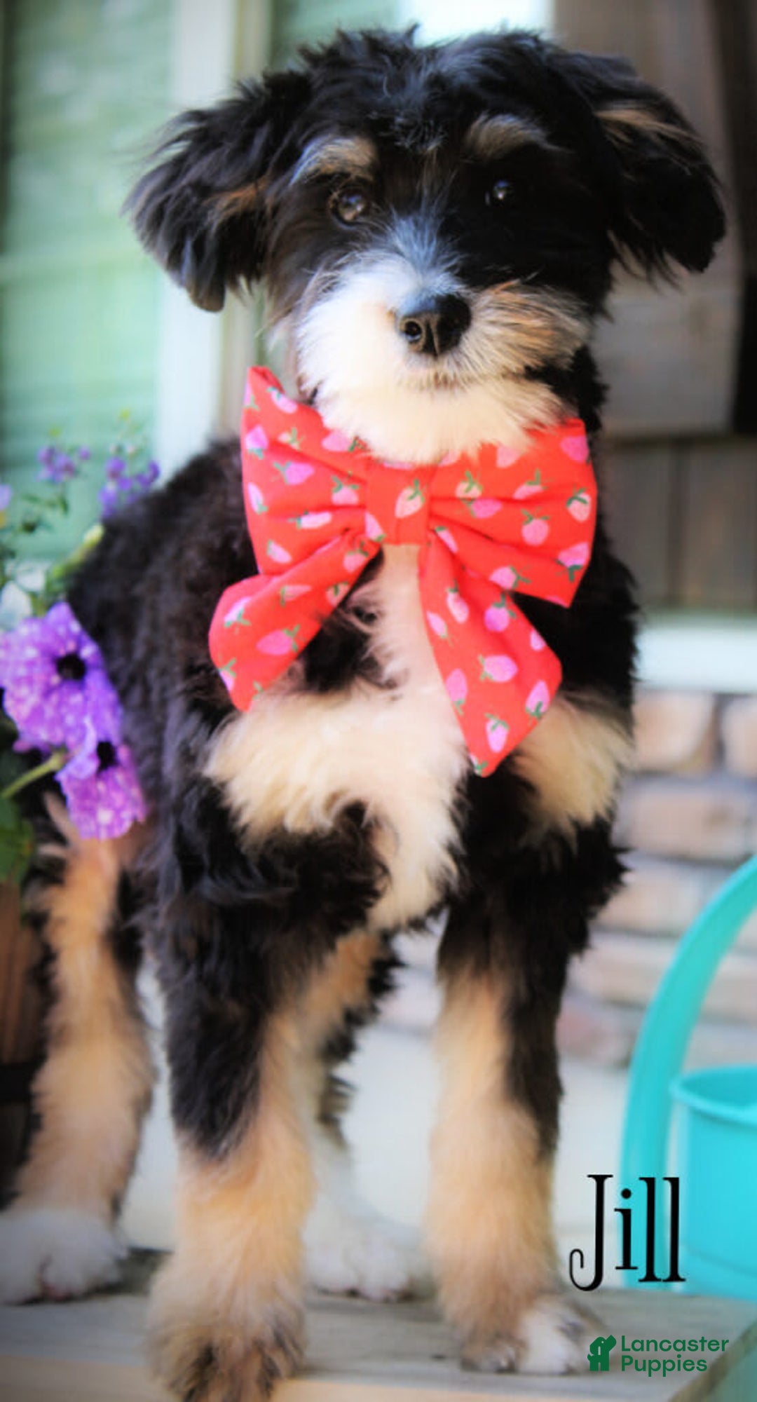 Mini Bernedoodle dogs for sale: Jill - Image 1
