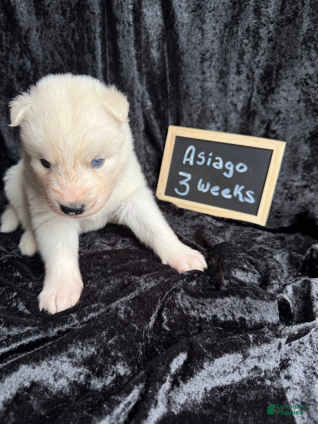 Siberian Husky dogs for sale: Asiago - Image 2