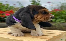 Basset Hound dogs for sale: Sadie - Image 14