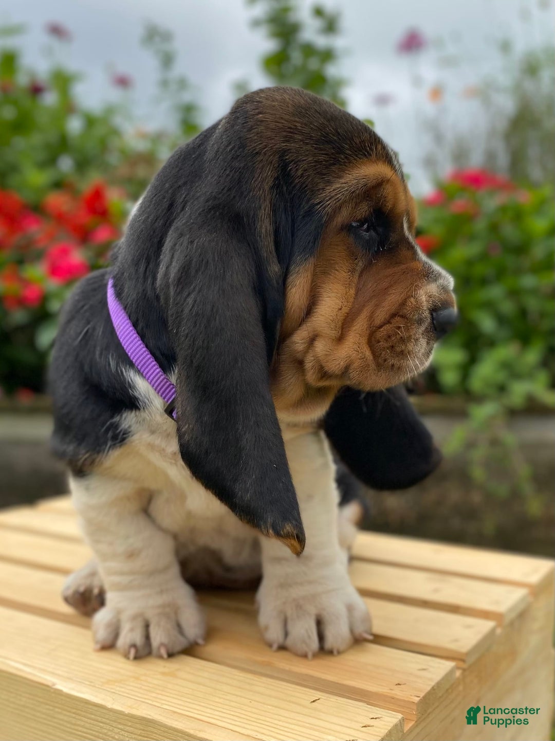 Basset Hound dogs for sale: Sadie - Image 14