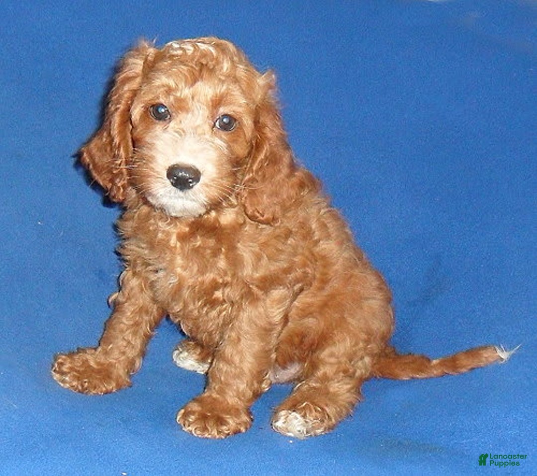 Cockapoo dogs for sale: Dudley - Image 13