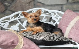 Yorkiepoo dogs for sale: Italian - Image 6