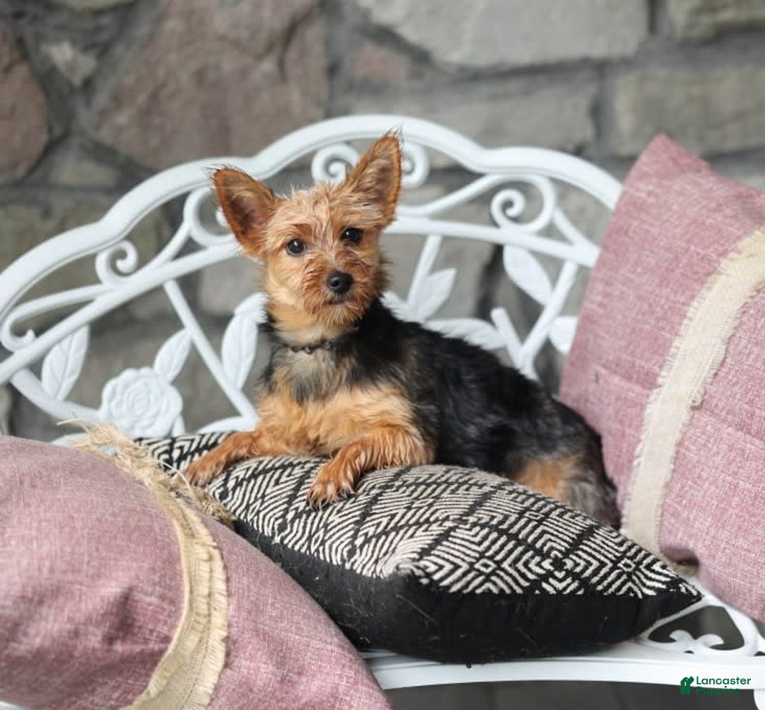 Yorkiepoo dogs for sale: Italian - Image 6