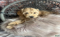 Goldendoodle dogs for sale: Boy 1 - Image 2