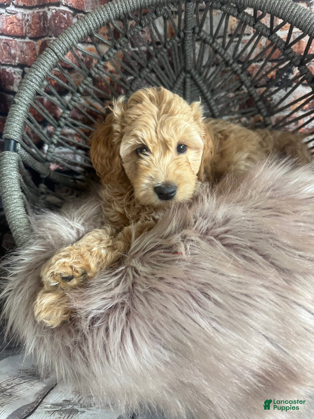 Goldendoodle dogs for sale: Boy 1 - Image 2