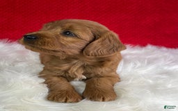 Mini Goldendoodle dogs for sale: Ollie - Image 4
