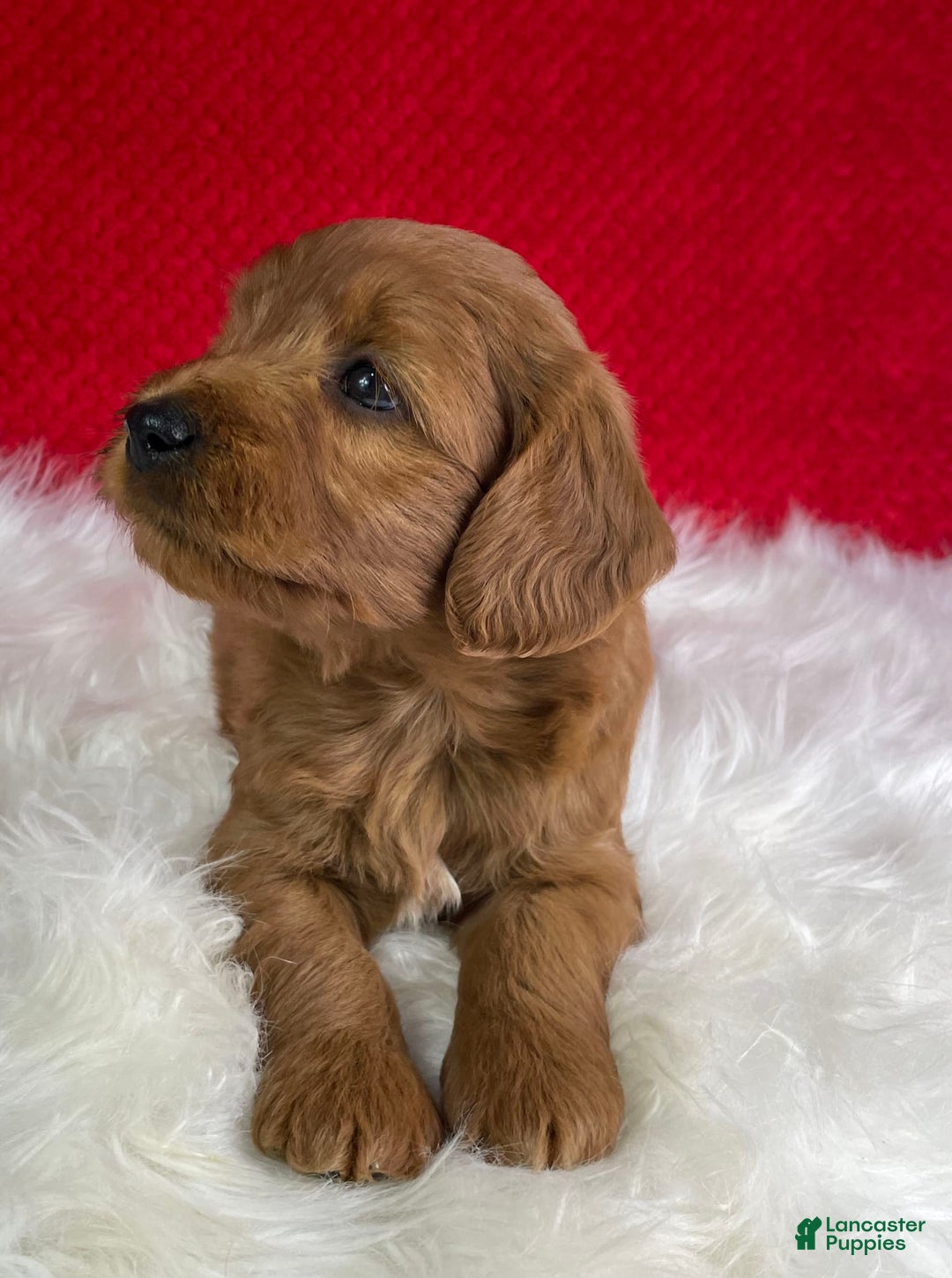 Mini Goldendoodle dogs for sale: Ollie - Image 4