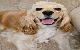 Cocker Spaniel dogs for sale: Greg - Image 2