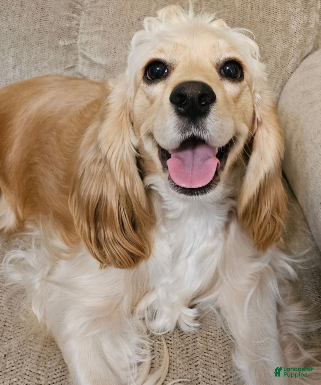 Cocker Spaniel dogs for sale: Greg - Image 2