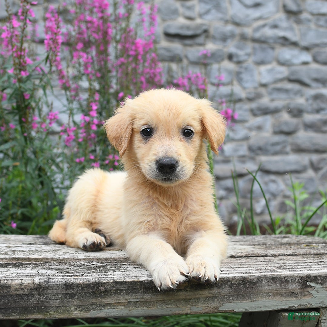 Golden Retriever dogs for sale: Lily - Image 3