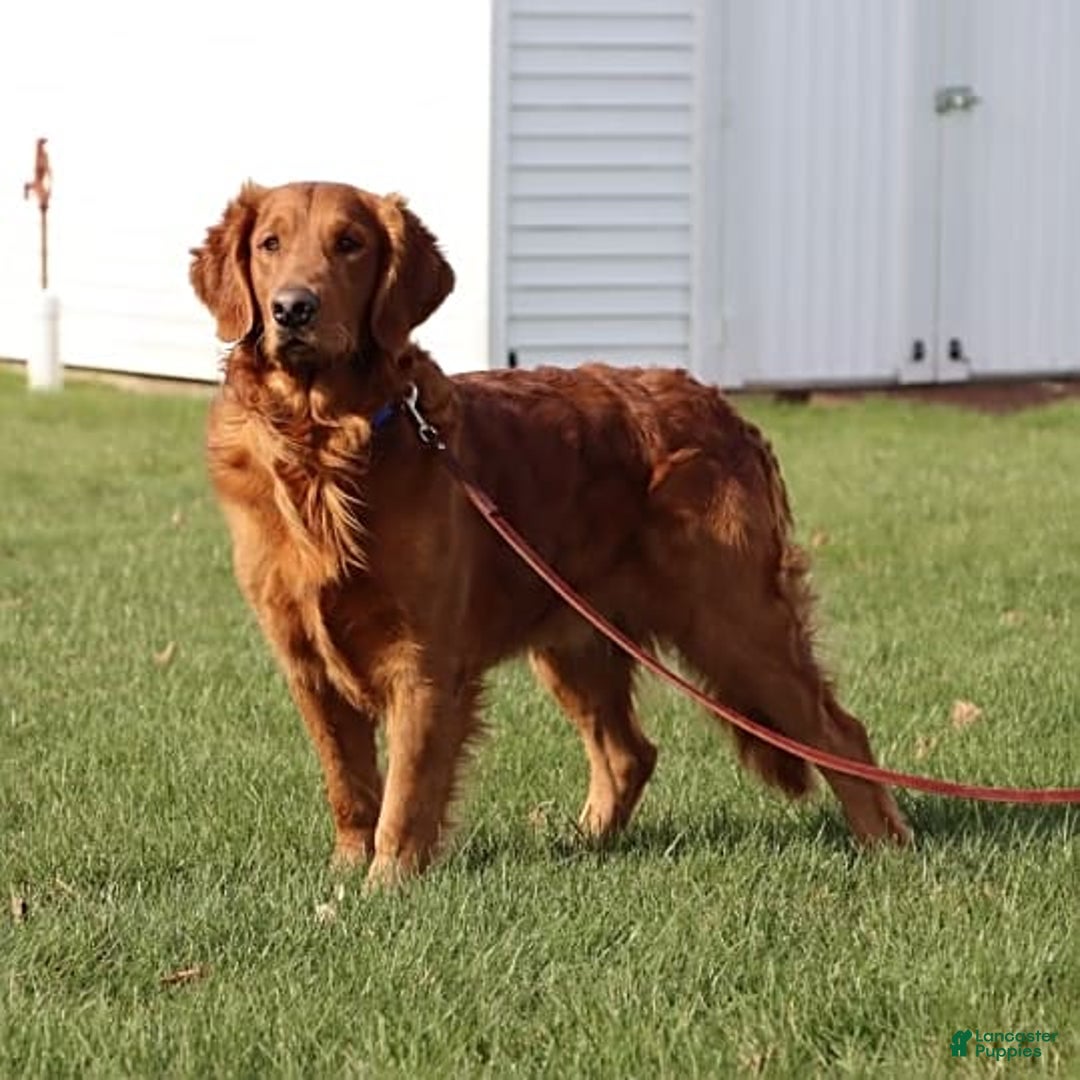 Golden Retriever dogs for sale: Abby - Image 20