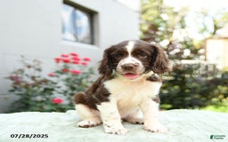 English Springer Spaniel dogs for sale: Bouncer - Image 1