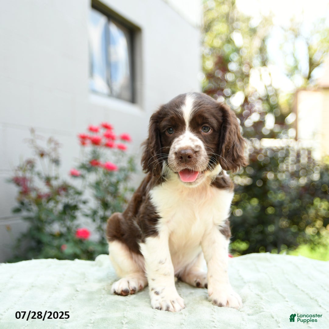 English Springer Spaniel dogs for sale: Bouncer - Image 1