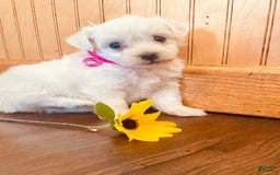 Bichon Frise dogs for sale: Betsy - Image 1