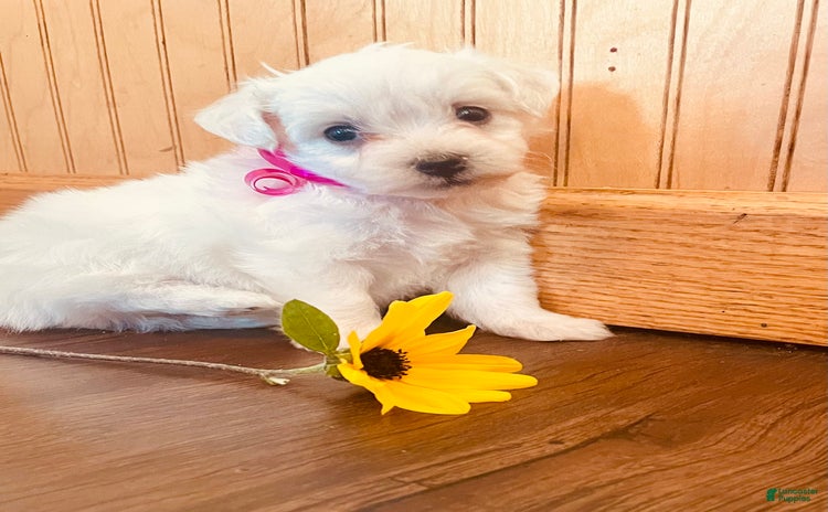 Bichon Frise dogs for sale - Ad 1