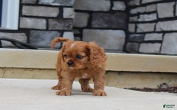 Cavalier King Charles Spaniel dogs for sale: Bentley - Image 19