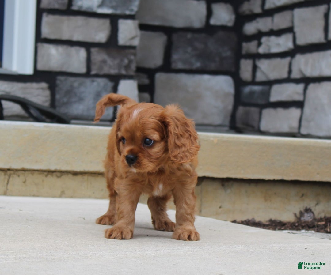 Cavalier King Charles Spaniel dogs for sale: Bentley - Image 19