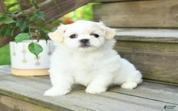 Teddy Bear dogs for sale: Ivy - Image 2